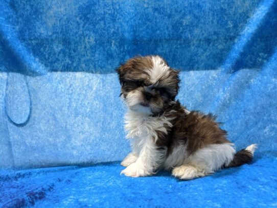 Shih Tzu DOG Male Gold / White Parti 13430 Petland Pensacola, Florida