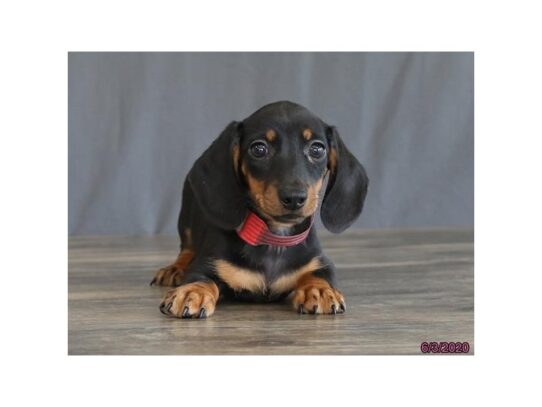 Dachshund DOG Female Black / Tan 13439 Petland Pensacola, Florida