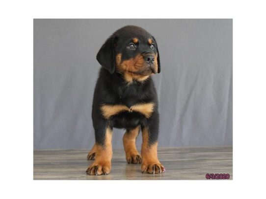 Rottweiler DOG Male Black / Tan 13440 Petland Pensacola, Florida