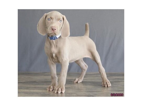 Weimaraner DOG Female Gray 13441 Petland Pensacola, Florida