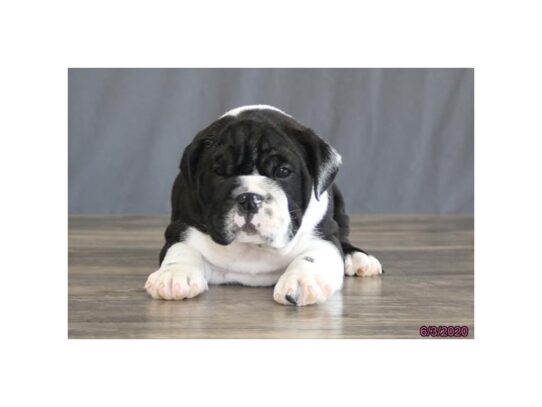 Bulldog DOG Female Black / White 13438 Petland Pensacola, Florida