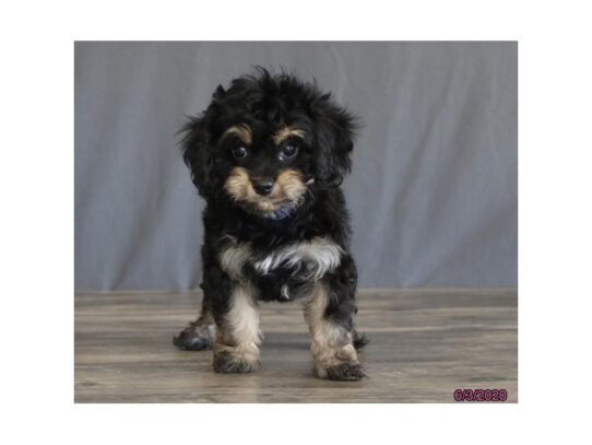 Cavachon DOG Male Black / Tan 13442 Petland Pensacola, Florida