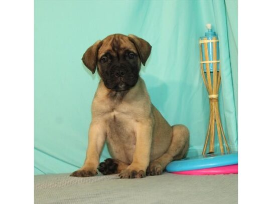 Bullmastiff DOG Male Fawn 13444 Petland Pensacola, Florida