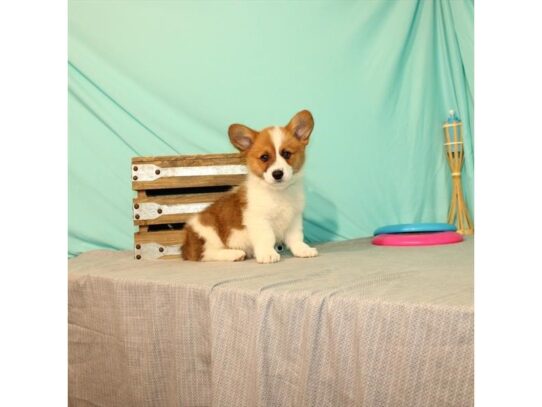 Pembroke Welsh Corgi DOG Male Red 13443 Petland Pensacola, Florida