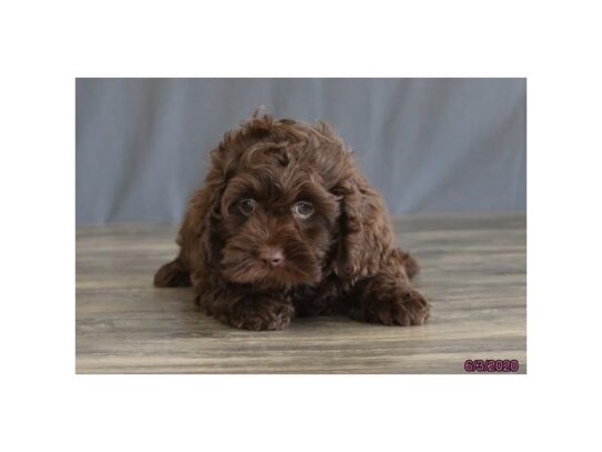 Cock A Poo DOG Female Chocolate 13445 Petland Pensacola, Florida