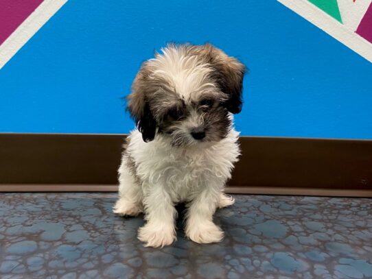 Teddy DOG Female BROWN WHITE 13542 Petland Pensacola, Florida