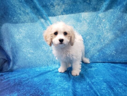 Cavachon-DOG-Female-Blenheim-13447-Petland Pensacola, Florida