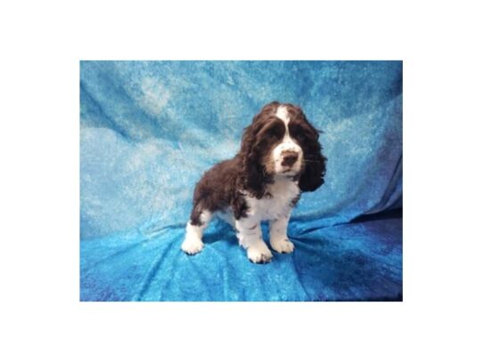 Cocker Spaniel DOG Male Chocolate / White 13449 Petland Pensacola, Florida