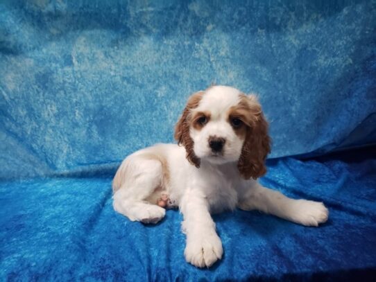 Cocker Spaniel DOG Female Buff 13450 Petland Pensacola, Florida