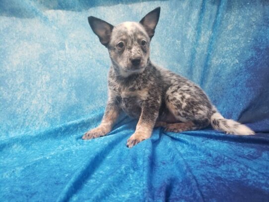 Australian Cattle Dog DOG Female Blue 13448 Petland Pensacola, Florida