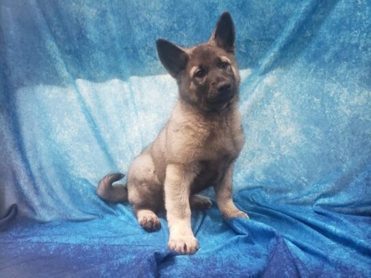 Norwegian Elkhound DOG Male Silver / Grey / Black 13446 Petland Pensacola, Florida