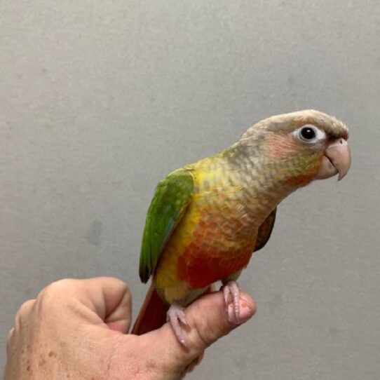 Greeen Cheek Conure-BIRD-Unknown-Pineapple-1100-Petland Pensacola, Florida