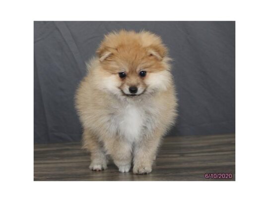 Pomeranian DOG Male Cream Sable 13454 Petland Pensacola, Florida