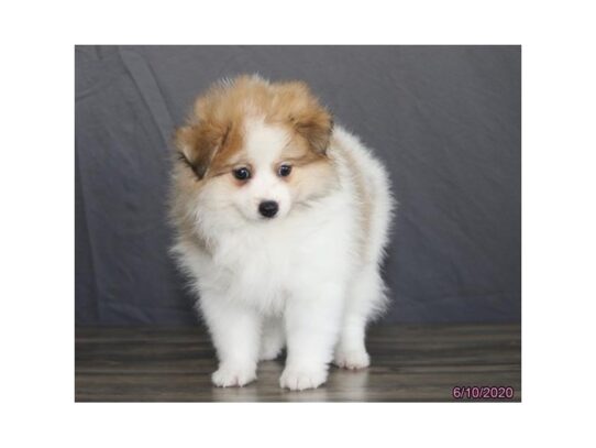 PomShi-DOG-Male-Brown / White-13459-Petland Pensacola, Florida