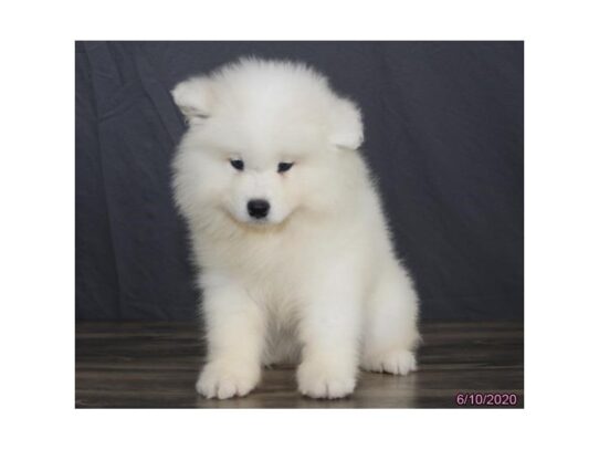 Samoyed DOG Female White 13456 Petland Pensacola, Florida