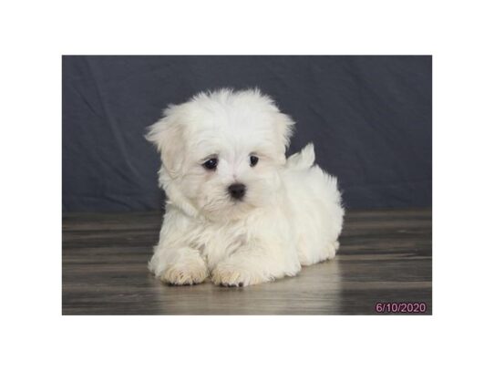 Maltese DOG Male White 13452 Petland Pensacola, Florida