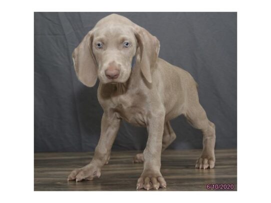 Weimaraner DOG Female Gray 13458 Petland Pensacola, Florida