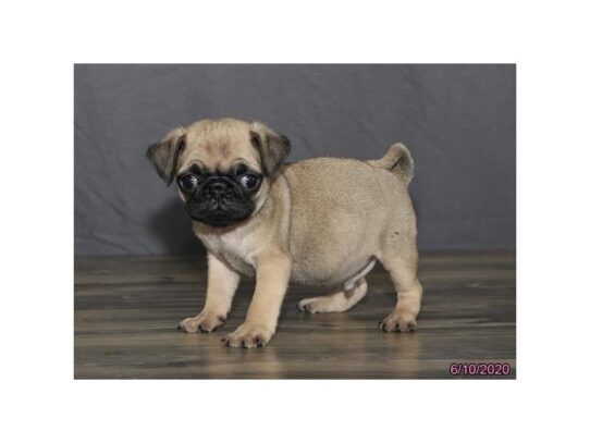 Pug DOG Male Fawn 13455 Petland Pensacola, Florida