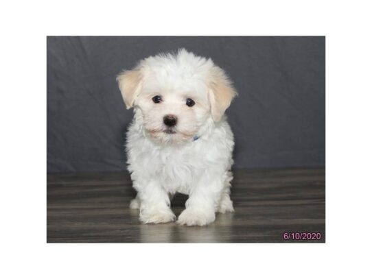 Havanese DOG Male White / Cream 13451 Petland Pensacola, Florida