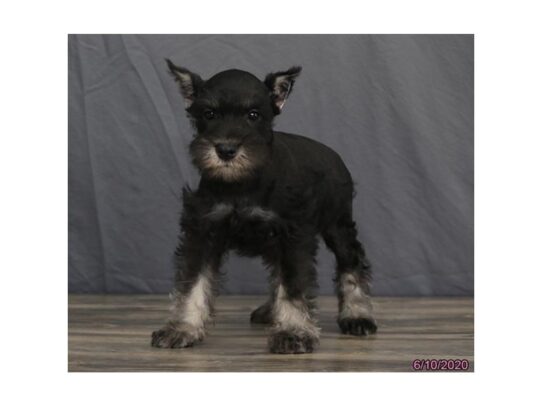 Miniature Schnauzer DOG Male Black / Silver 13453 Petland Pensacola, Florida