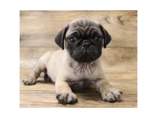 Pug DOG Male Fawn 13462 Petland Pensacola, Florida