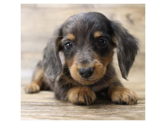 Dachshund DOG Male Black / Tan 13463 Petland Pensacola, Florida