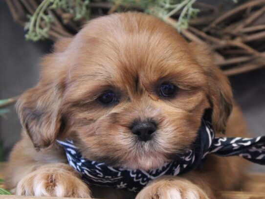 Lhasa Apso-DOG-Male-Golden-13461-Petland Pensacola, Florida