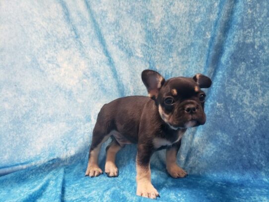 French Bulldog DOG Male Black / Tan 13464 Petland Pensacola, Florida