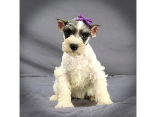 Miniature Schnauzer DOG Female salt pepper Partie 13469 Petland Pensacola, Florida