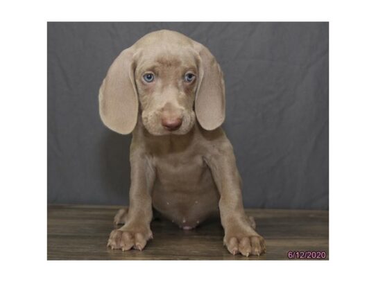 Weimaraner DOG Male Gray 13477 Petland Pensacola, Florida