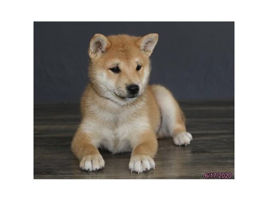 Shiba Inu DOG Male Red / White 13473 Petland Pensacola, Florida