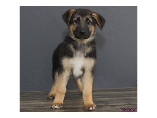 German Shepherd Dog DOG Female Black / Tan 13480 Petland Pensacola, Florida