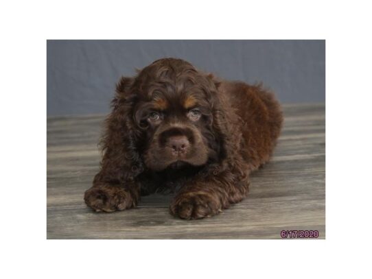 Cocker Spaniel DOG Male Chocolate 13479 Petland Pensacola, Florida