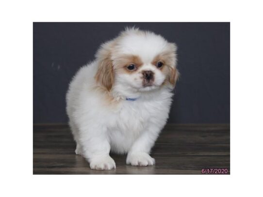 Pekingese DOG Male White 13471 Petland Pensacola, Florida