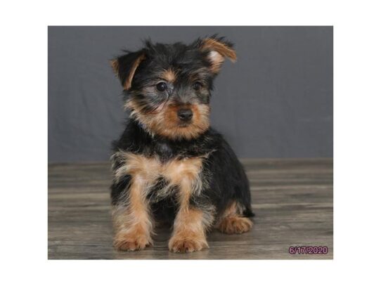 Silky Terrier DOG Male Black / Tan 13474 Petland Pensacola, Florida