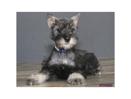 Miniature Schnauzer DOG Male Salt / Pepper 13470 Petland Pensacola, Florida