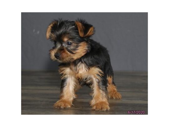 Yorkshire Terrier DOG Female Black / Tan 13478 Petland Pensacola, Florida