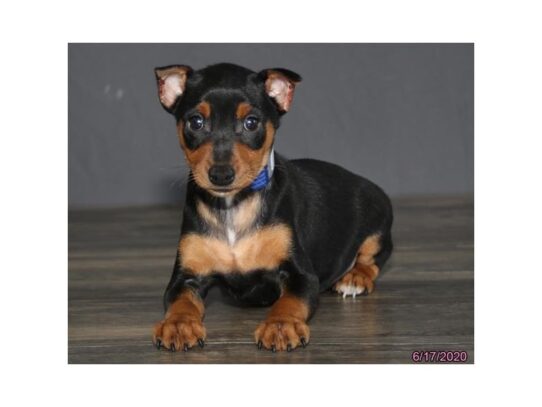 Miniature Pinscher DOG Male Black / Tan 13540 Petland Pensacola, Florida