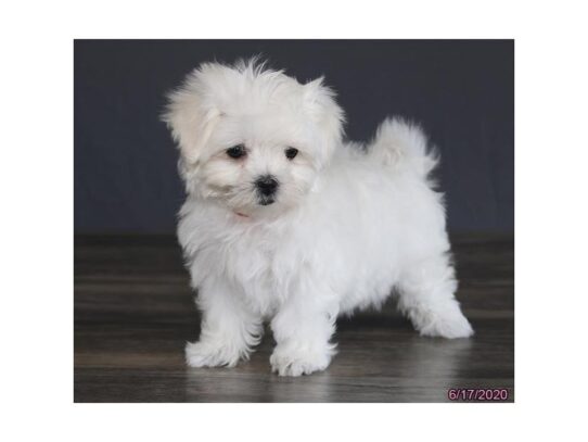 Maltese DOG Female White 13481 Petland Pensacola, Florida