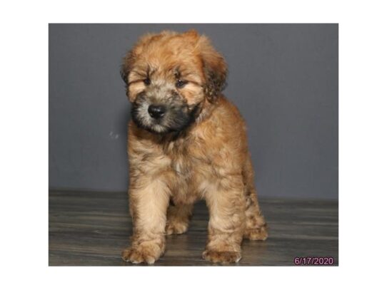 Soft Coated Wheaten Terrier DOG Male Wheaten 13475 Petland Pensacola, Florida