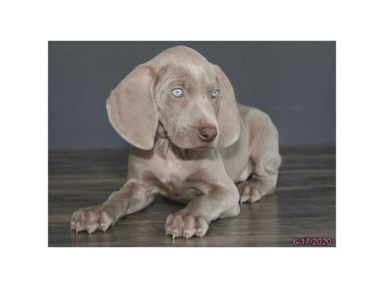 Weimaraner DOG Female Gray 13476 Petland Pensacola, Florida