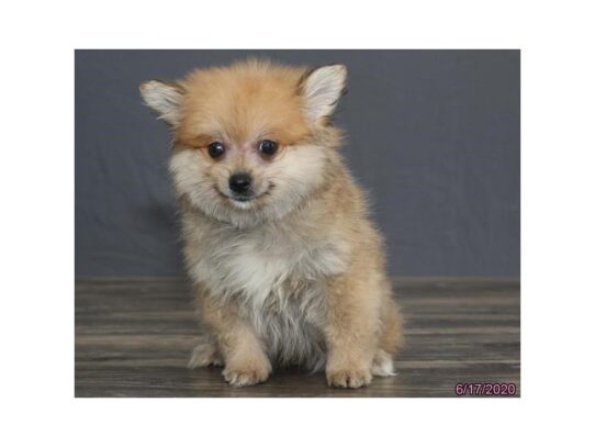 Pomeranian DOG Male Sable 13472 Petland Pensacola, Florida