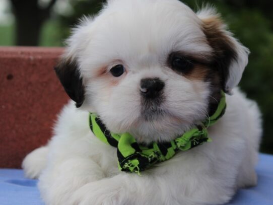 Shih Tzu DOG Male Gold / White Parti 13468 Petland Pensacola, Florida