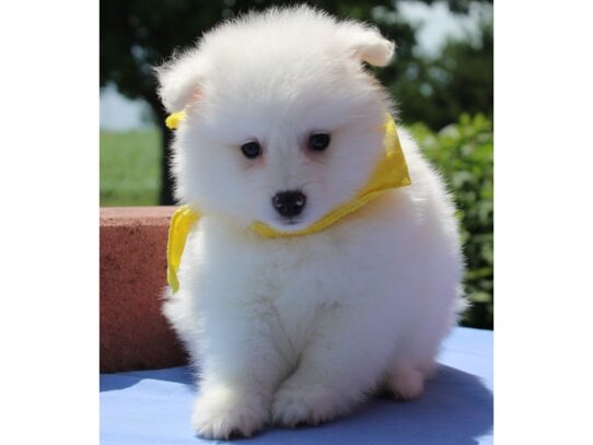 American Eskimo Dog DOG Female White 13467 Petland Pensacola, Florida