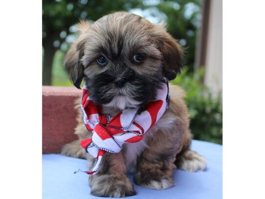 Lhasa Apso DOG Male Golden 13466 Petland Pensacola, Florida