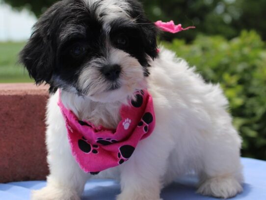 Havamalt-DOG-Female-Black / White-13465-Petland Pensacola, Florida