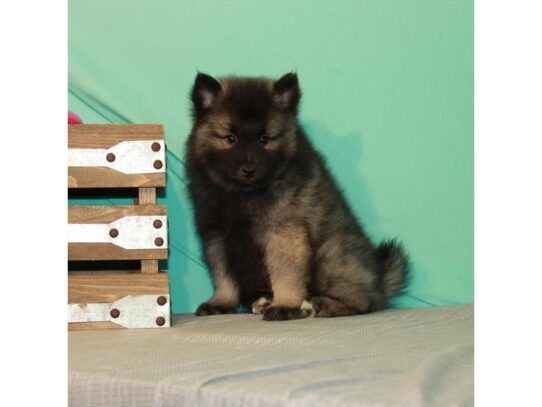 Keeshond-DOG-Male-Black / Silver-13541-Petland Pensacola, Florida