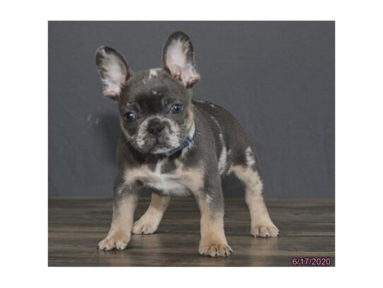 French Bulldog DOG Male Blue Merle 13485 Petland Pensacola, Florida