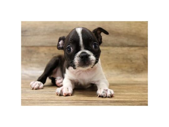 Boston Terrier DOG Female Black Brindle / White 13483 Petland Pensacola, Florida