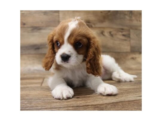 Cavalier King Charles Spaniel DOG Male Blenheim 13484 Petland Pensacola, Florida